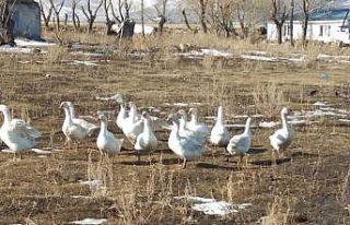 ATSO’dan kaz yetiştiriciliği eğitimi