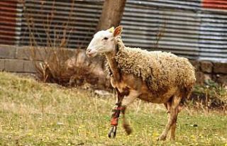 Ayağı kopan koyun protezle yeniden koşuyor