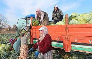 Ayaz gören lahanada satışlar arttı