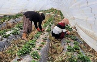 Aydın’da çilekler bahara hazırlanıyor