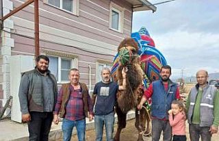 Aydın’da develer havutlanarak güreşlere hazırlanıyor