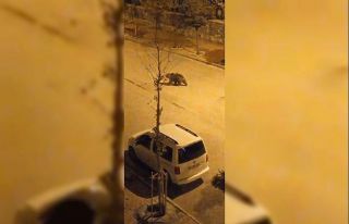 Ayı ilçe merkezine indi