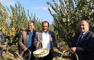 Ayvada hasat coşkusu