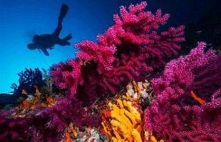 Ayvalık’ın kırmızı mercanları dünya turizmine...