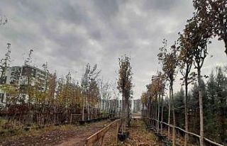 Bağlar Belediyesinden ağaçlandırma ve bakım çalışmaları