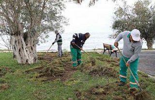 Balıkesir’de domuzlar sahili talan etti