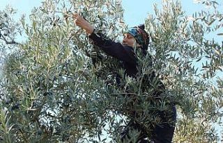 Balıkesir’de zeytin hasadına başlandı