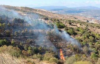 Bandırma Çalışkanlar Mahallesinde ormanlık alanda...