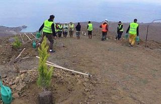 Bandırma’da 15 bin fidan dikildi