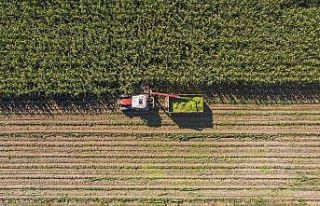Başkanın ektiği tarla hasat edildi