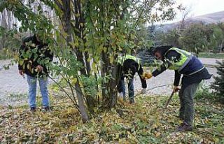 Bayburt Belediyesinden ağaç budama çalışması