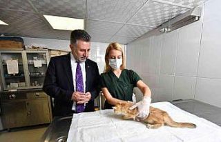 Bayraklı’da 5 ayda bin 250 sokak hayvanı tedavi...