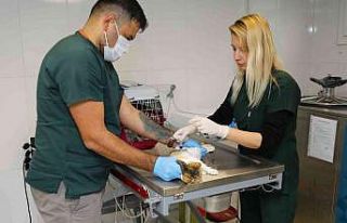 Bayraklı’da yaralı halde bulunan köpek kanseri...