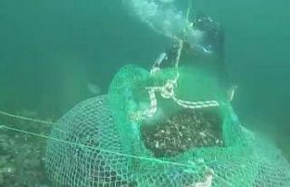 Beykoz’da kaçak avladıkları 1 ton midyeyi denizin...