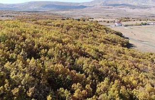 Bingöl’de sonbahar güzelliği