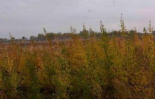 Bingöl’de vatandaşlara 300 adet kayısı fidesi...