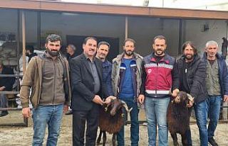 Bingöl’de yetiştiricilere koç desteği verildi