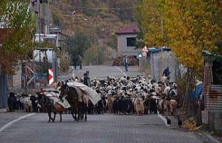 Binlerce küçükbaş hayvan sıcak bölgelere ulaşmak...