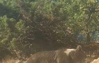 Boz ayının kış uykusu öncesi son gezintisi