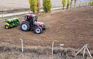 Buğday eken belediye ihtiyaç sahiplerine un dağıtacak