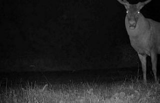 Bursa’da kızıl geyiklerin yaban hayatı fotokapana...