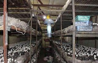 Büyükşehirden, mantar üreticisine ışıklı tuzak...