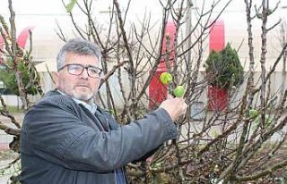 Çanakkale’de incir ağacı kış mevsiminde meyve...