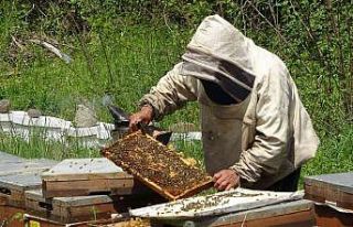 Çiftçi: “Sahte ballar arıcılık sektörünü...