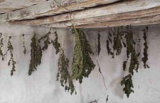 Çiftlik evinde Hint kenevirini çamaşır asar gibi...