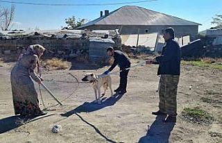 Çocukları yaralayan sokak köpeklerine kuduz aşısı...
