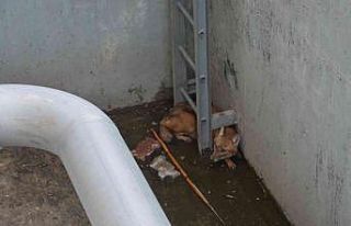 Çukura düşen çakal belediye ekiplerince çıkarıldı