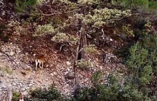 Dağ keçisi sürüsü dron ile görüntülendi
