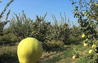 Dalların altın sarısındaki yüksek verim üreticinin...