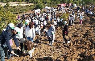 Datça’da bin adet harnup ve kızılçam fidanı...