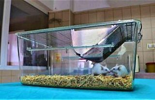 ’Deney fareleri’ sayesinde ilaçların yan etkileri...