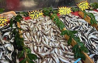 Denizlerde palamut bol, sezon devam ediyor