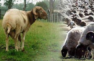 Denizli’de İvesi koyun besiciliği yapan çiftçilere...