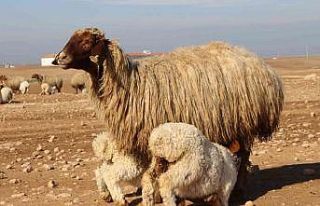 Denizli’de ’İvesi koyun’ projesi hayata geçirildi