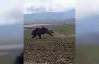 Dev ayı arazide böyle görüntülendi