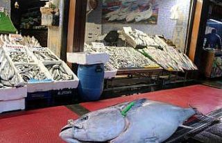 Dev orkinos ilgi odağı oldu