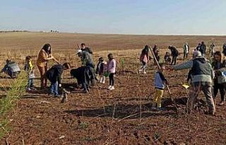 Dicle Üniversitesi 750 ağaç ile yeşillendirildi