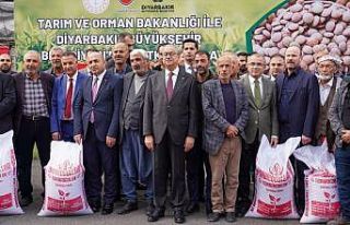 Diyarbakırlı çiftçilere kırmızı mercimek tohumu...