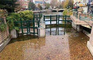 Dökülen yapraklar Porsuk yüzeyini kapladı