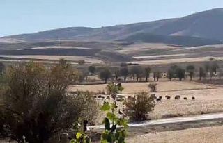 Domuz sürüsü şehir merkezine indi