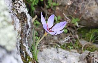 Dünyada sadece Antalya’da bulunan Olimpos safranı...