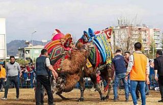 Ege’de develer arenaya indi, sezonun ilk güreşi...