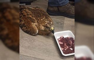 Elazığ’da yaralı kızıl şahin koruma altına...