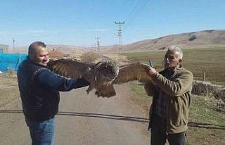 Elektrik akımına kapılan dev baykuş telef oldu