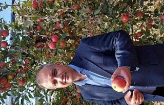 Elma üretimi yatırımlarla artırılacak