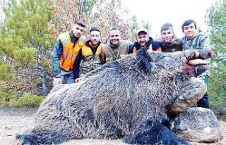 Emet’te avcılar 300 kilo ağırlığında domuz...